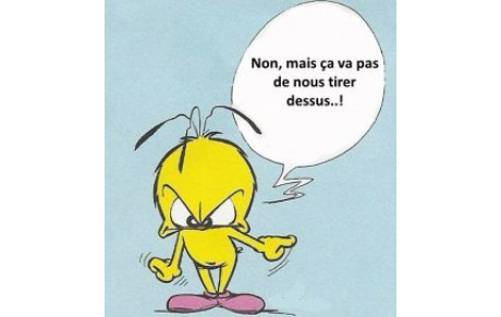 Samedi, Abat l'oiseau!